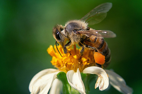 Honeybee on a chamolile flower