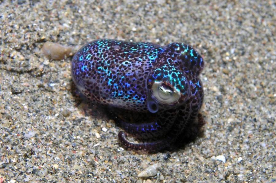 cephalopod on a sandy bottom
