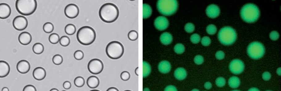 Liquid droplets observed by differential interference contrast microscopy (left) and wide-field fluorescence microscopy (right)