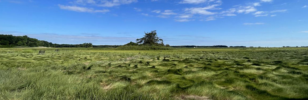 Marsh hay at Plum Island Ecosystems LTER