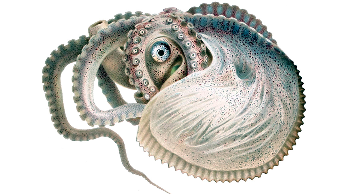 Illustration of Argonauto argo octopus Credit Wikimedia