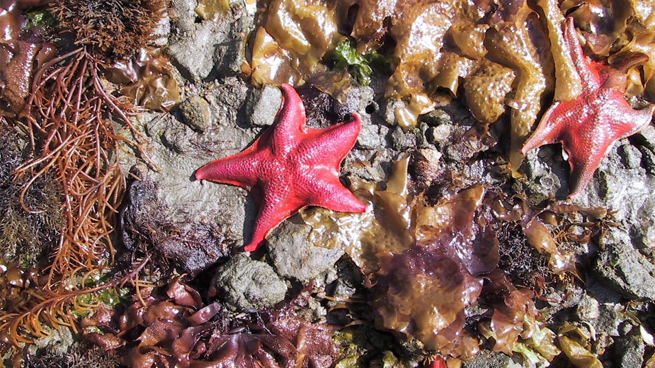 Bat star Patiria miniata Credit Daniel George iNaturalist