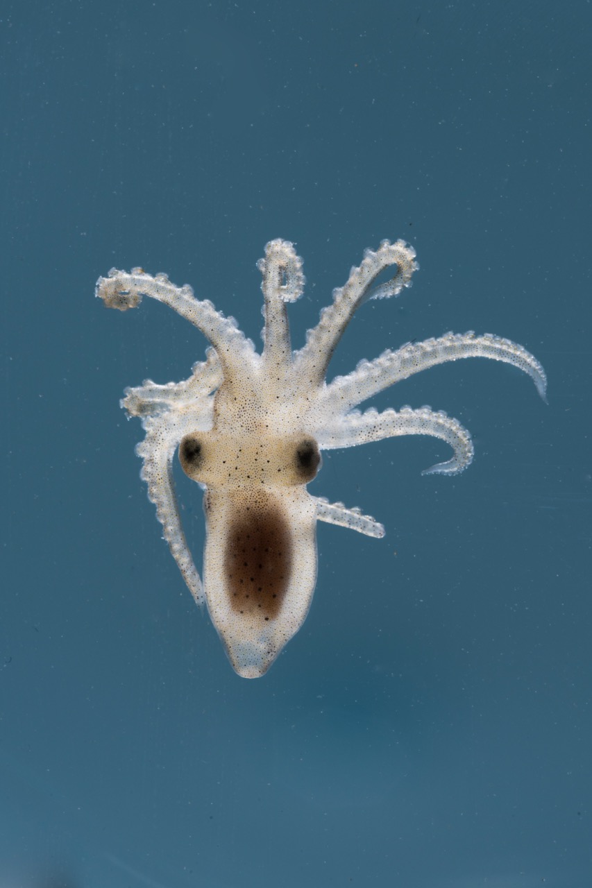 Juvenile Octopus bimaculoides
