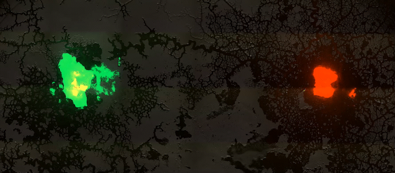 Tracking the flow of information from two sources in Physarum. Credit: Deepak Krishnamurthy.
