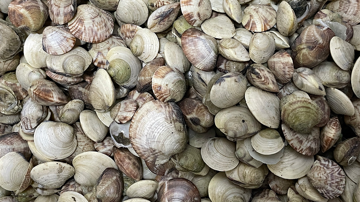 Hard clams 