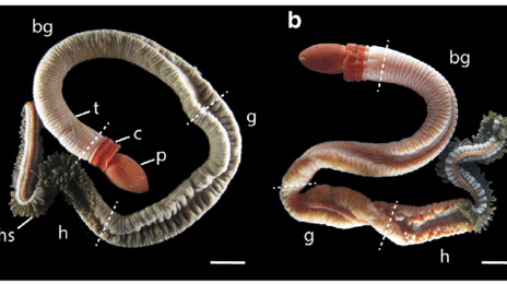 California worms female on left male on right