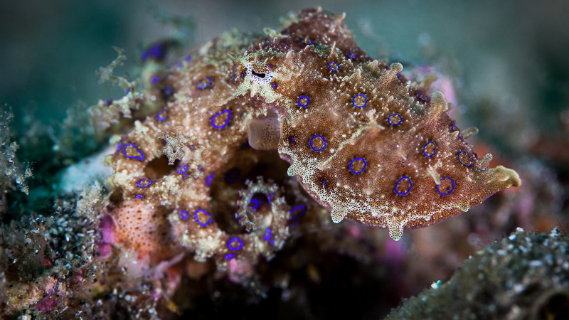 Blue-ringed octopus