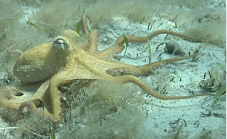 octopus foraging credit roger hanlon