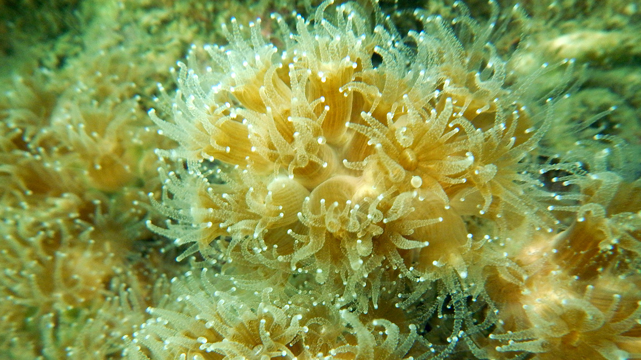 Coral in Vineyard Sound