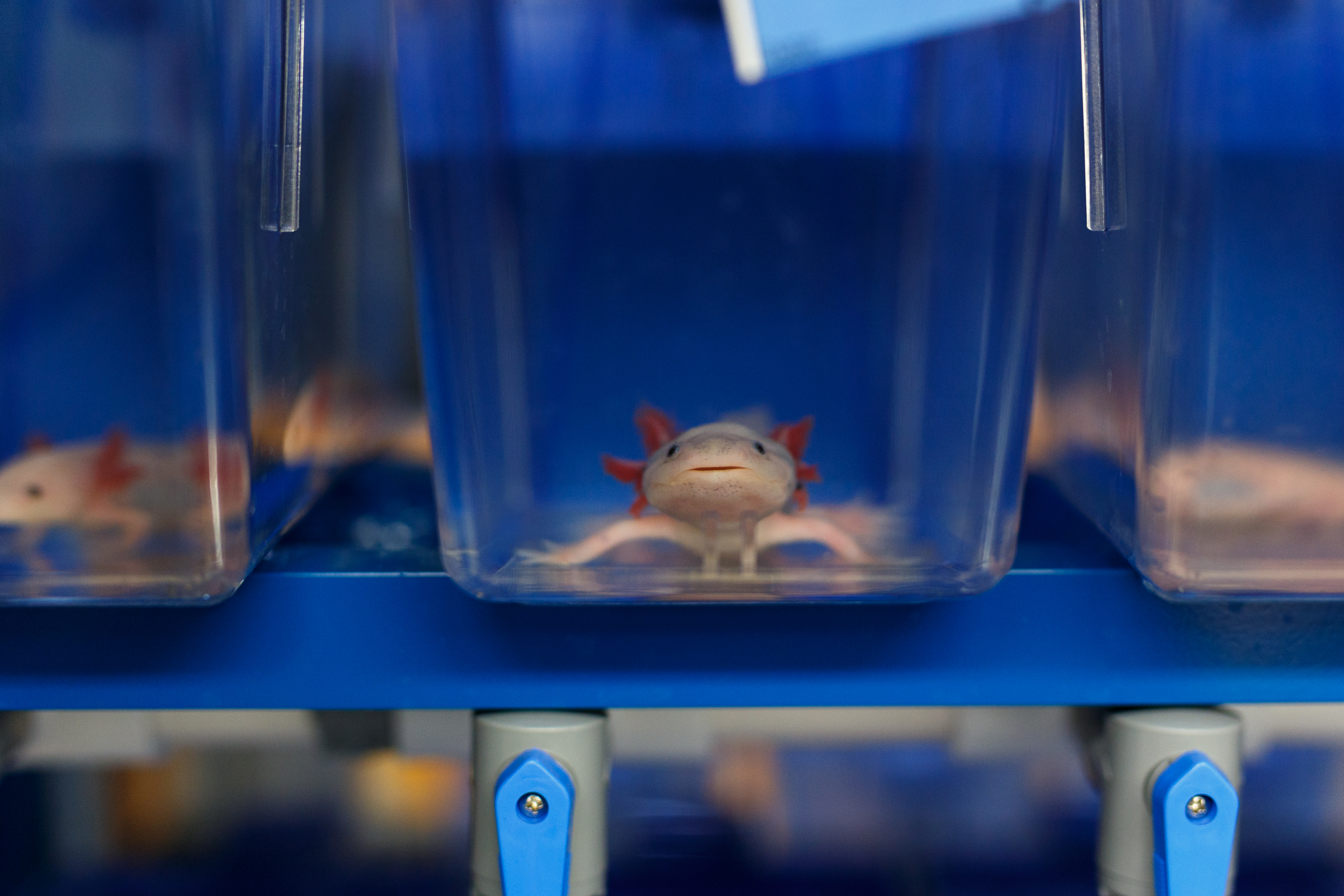 axolotl at MBL