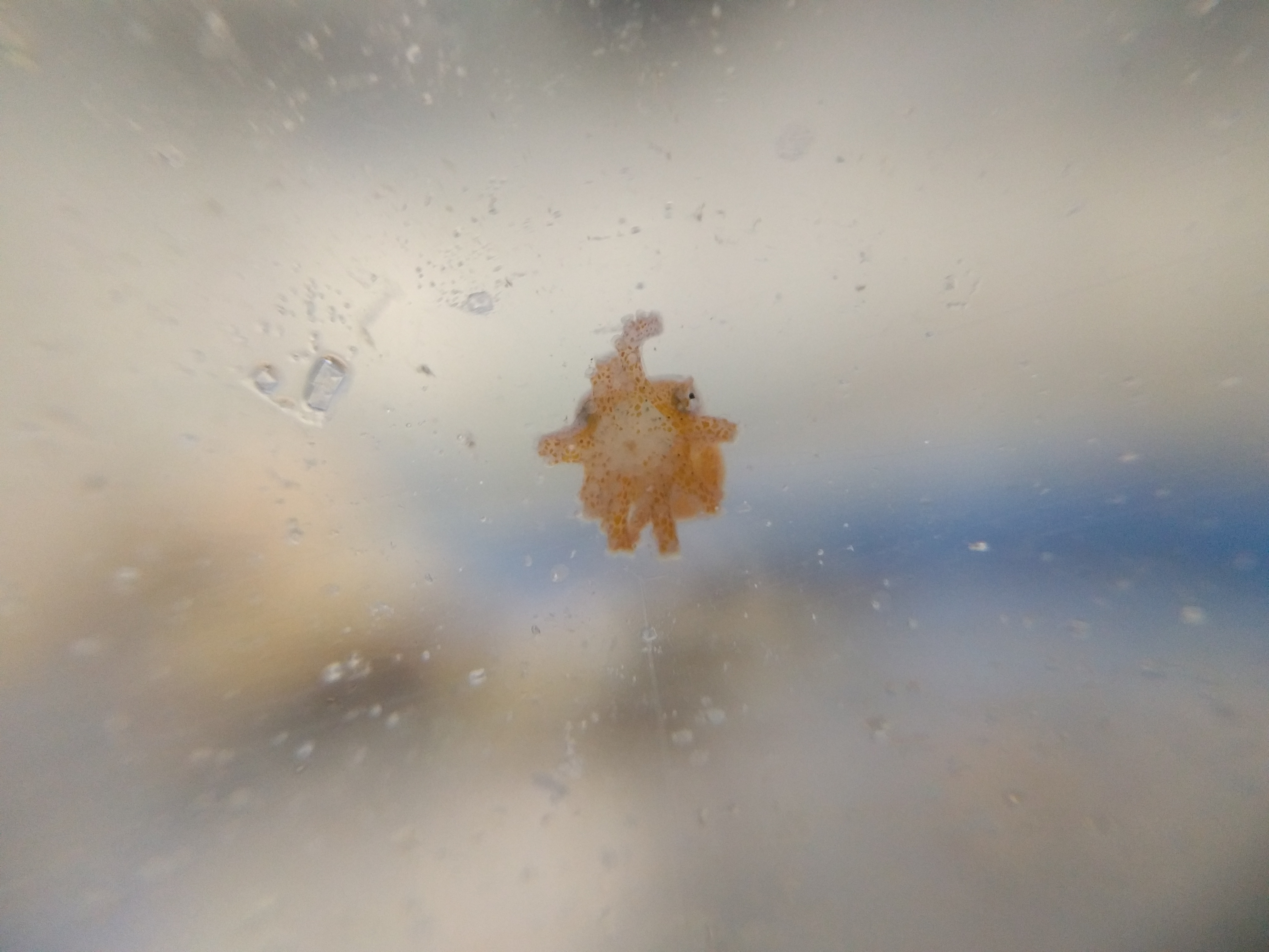 Zebra octopus hatchling