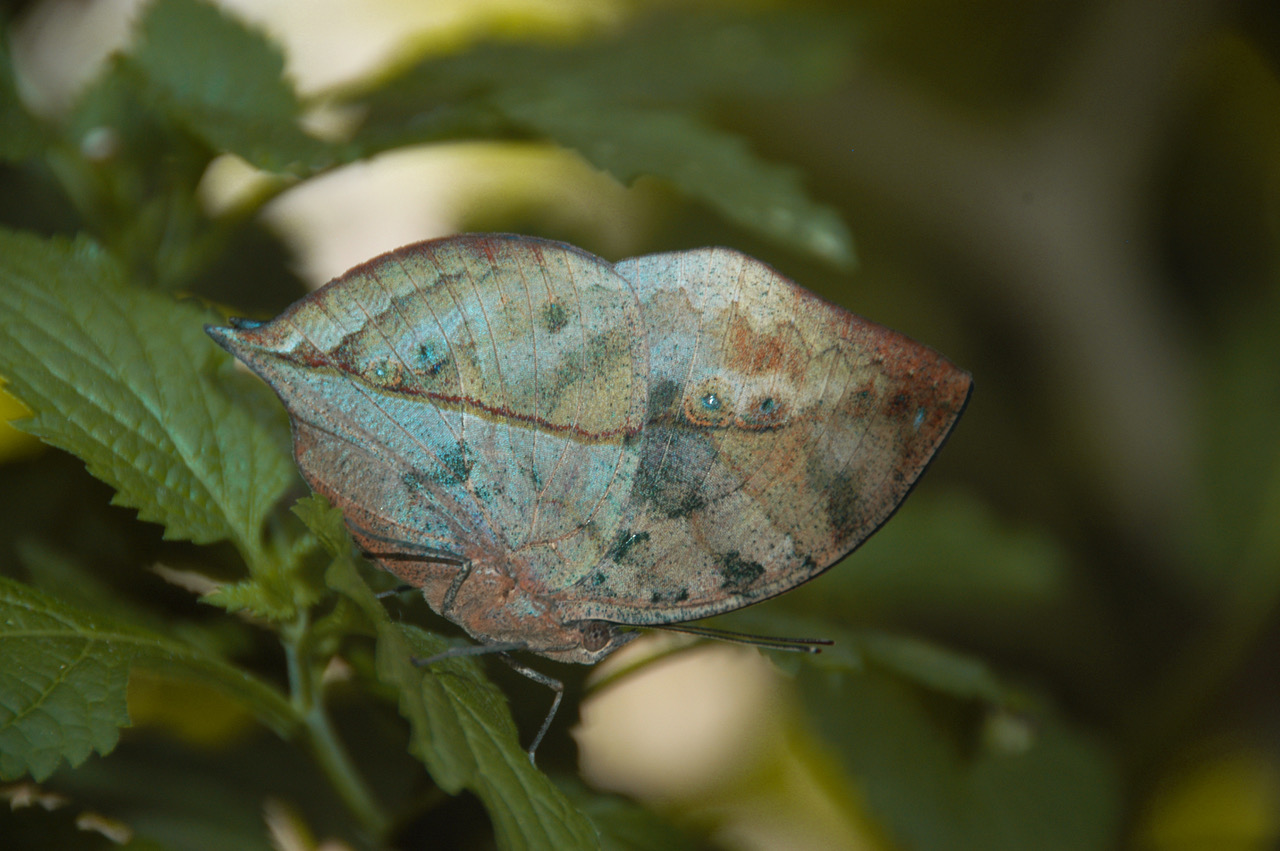 The Dead Leaf Butterfly (Kallima inachus) on a branch. Credit: Nipam Patel