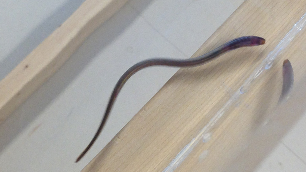 Juvenile sea lamprey