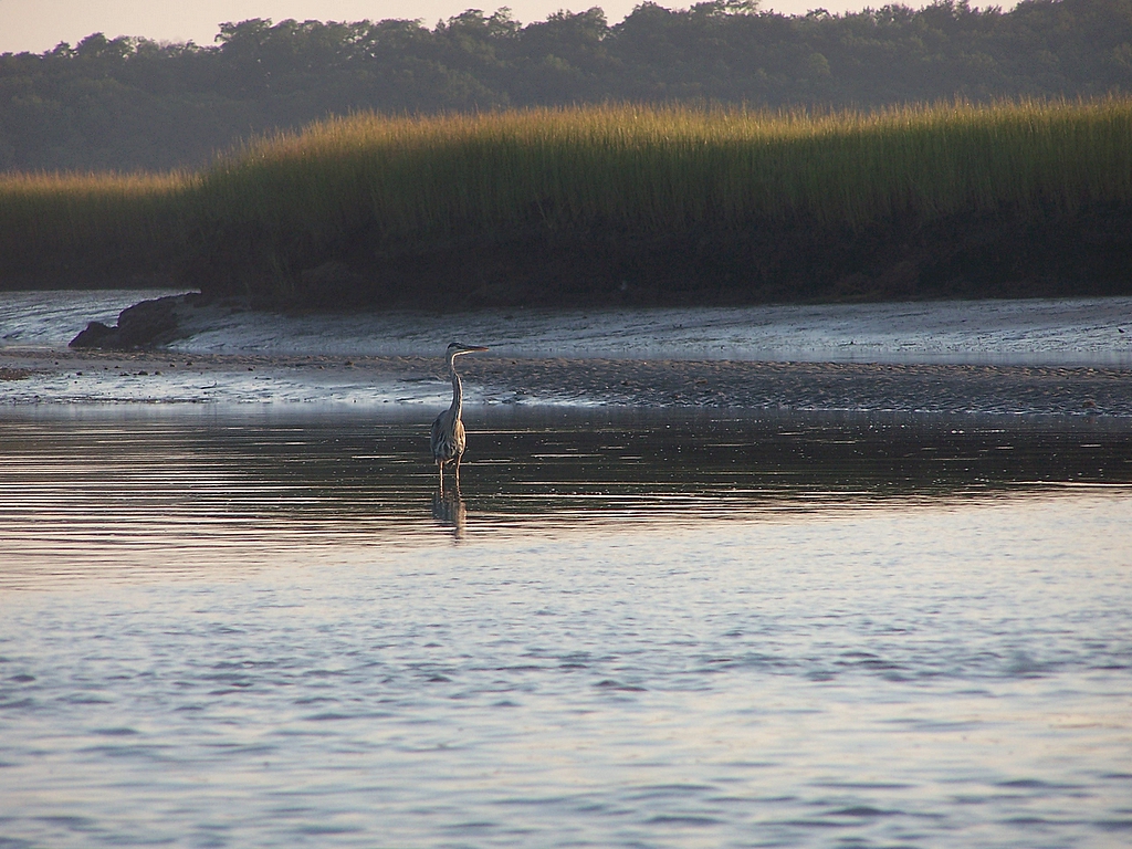 Great Blue Heron