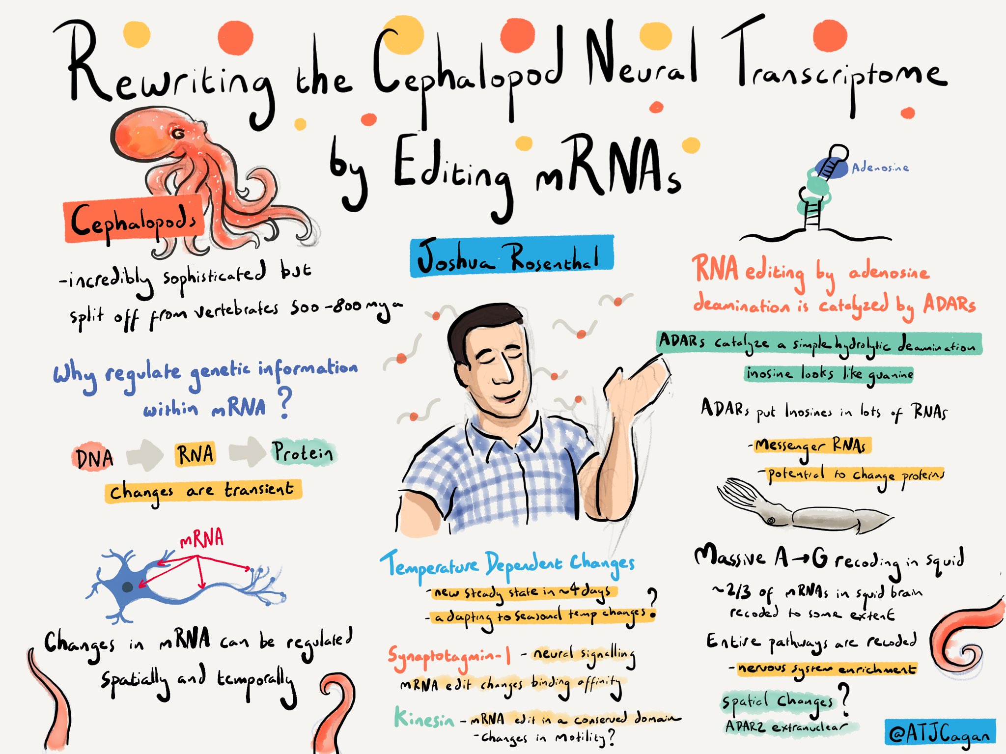 A cartoon illustration of a science talk by Joshua Rosenthal. The talk is titled "Re-writing the Cephalopod Neural Transcriptome by Editing mRNAs"