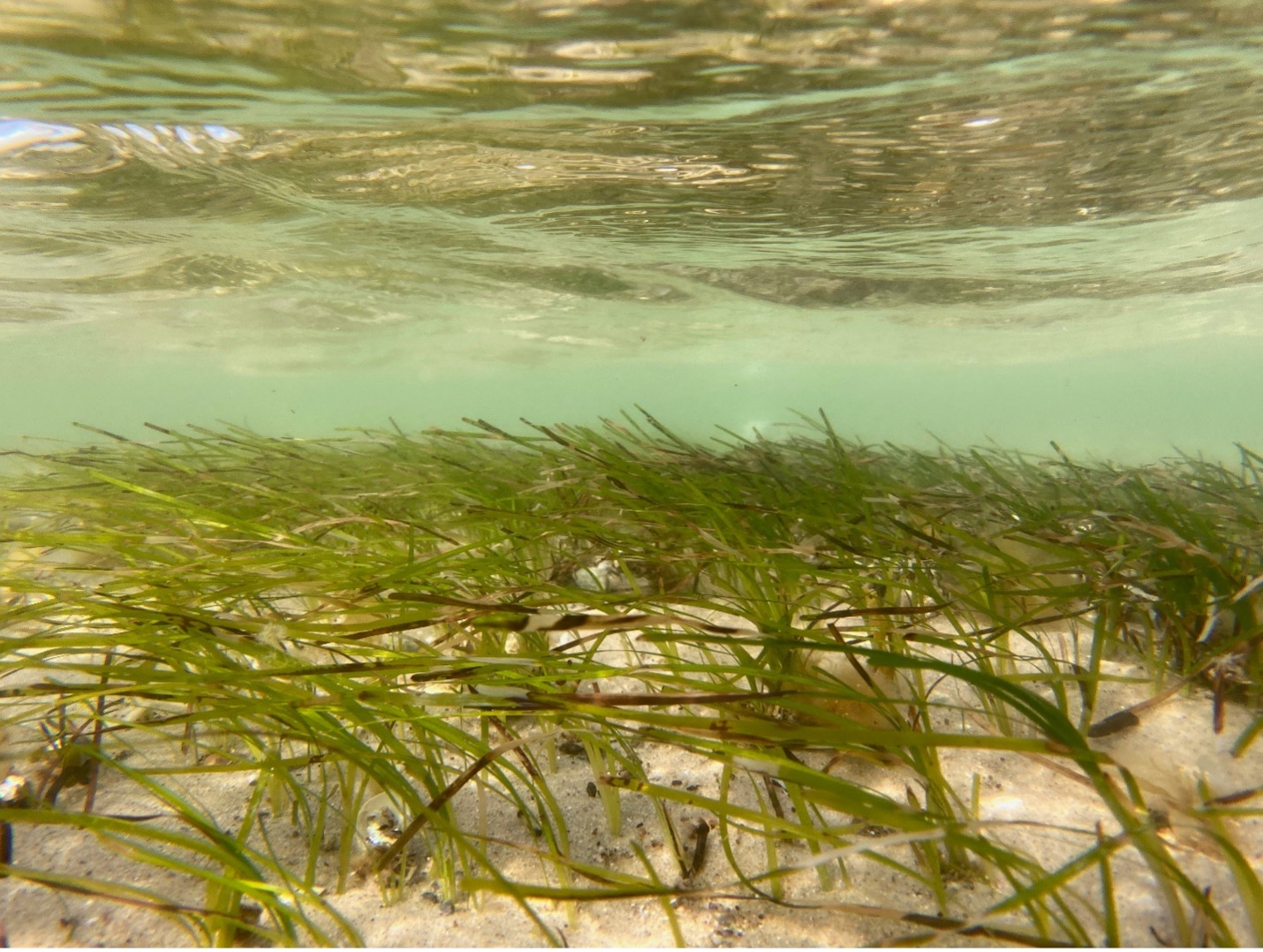 Photo: Zostera marina meadow in Duck Harbor, Wellfleet on the Outer Cape (Credit: Cape Cod National Seashore, National Park Service)