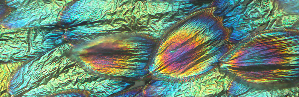 Underside of artificially selected blue buckeye butterfly wing scales showing their iridiscent lamina colors.