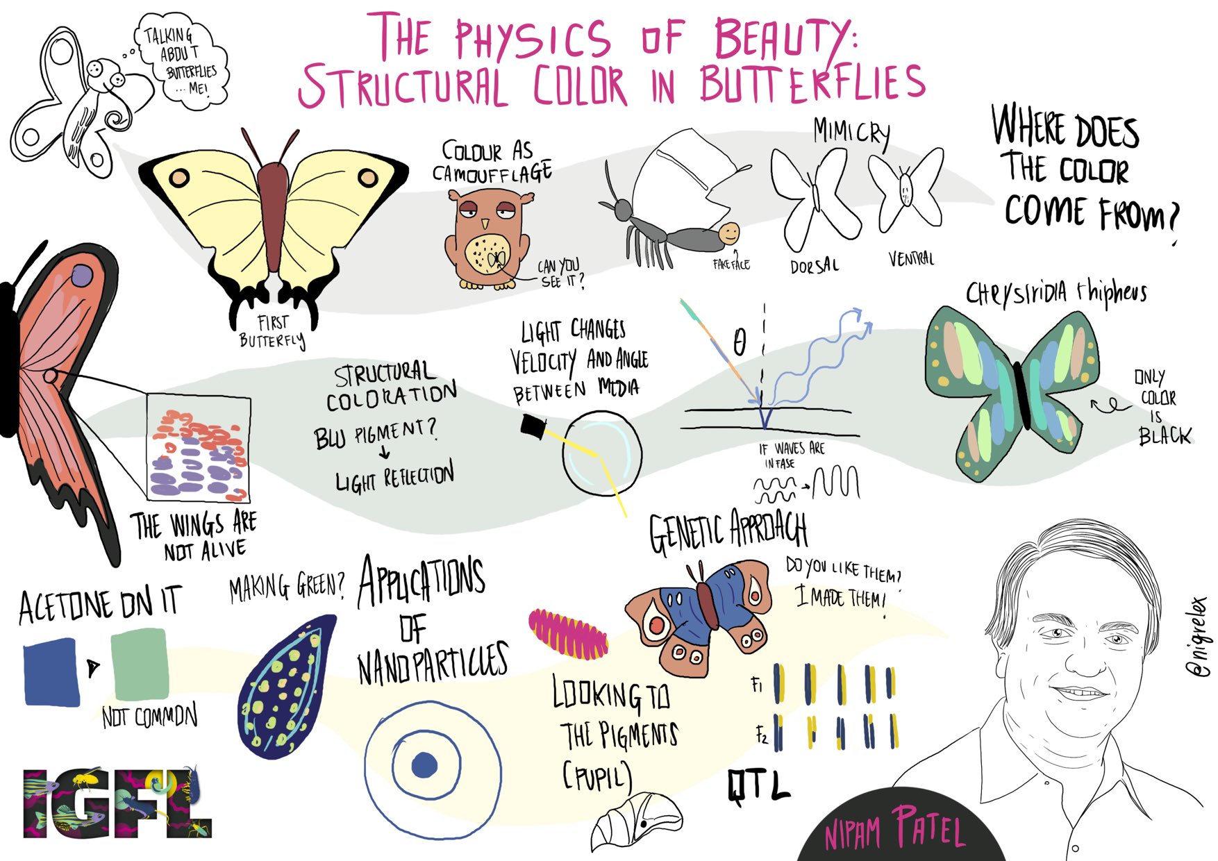 cartoon of Nipam Patel science talk titled The Physics of Beautiful: Structural Color in Butterflies