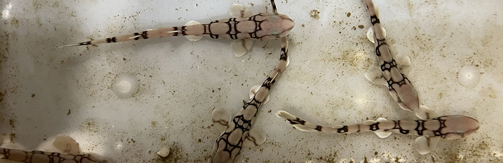 newly hatched chain catshark