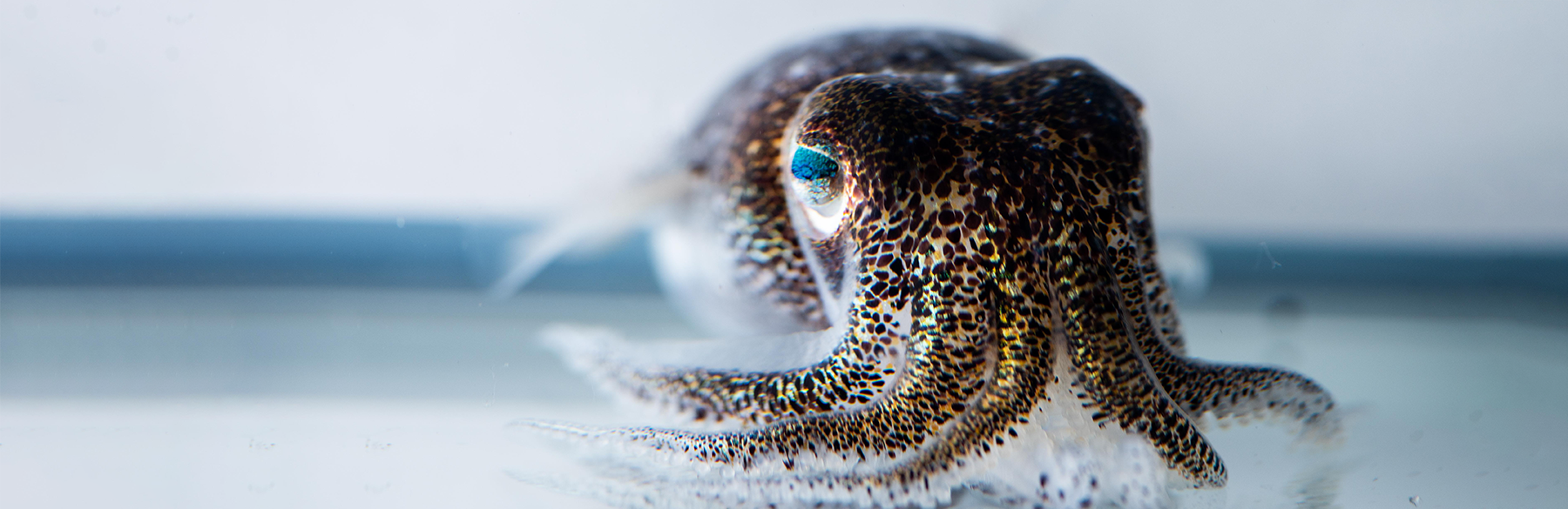 hummingbird bobtail squid Euprymna berryi - Credit Tim Briggs