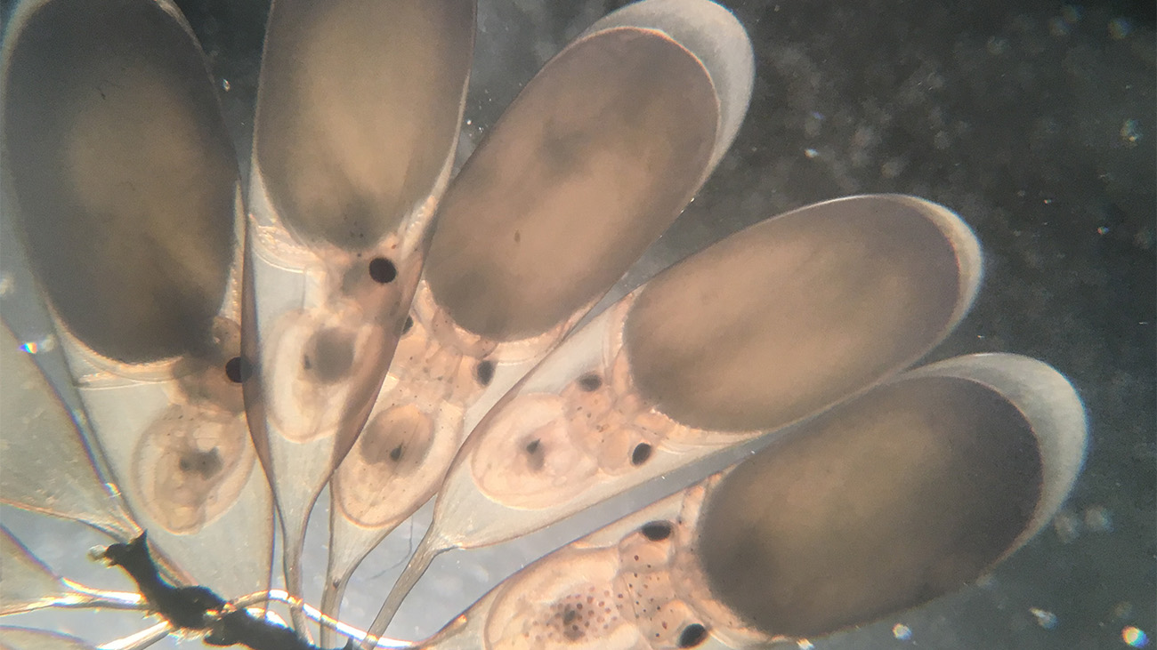 Octopus bimaculoides embryos. Credit: Caroline Albertin