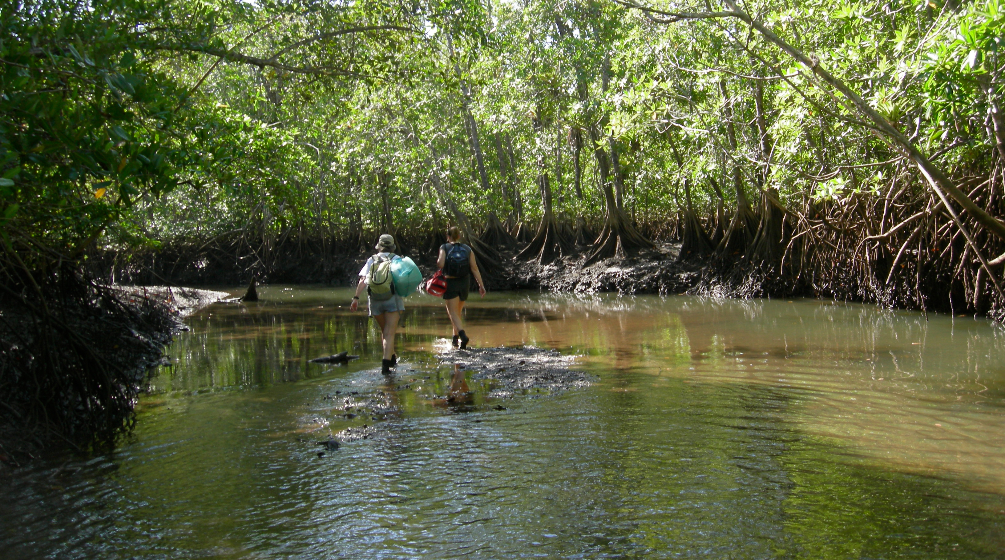Two female scientists in mangrove estuary in panama