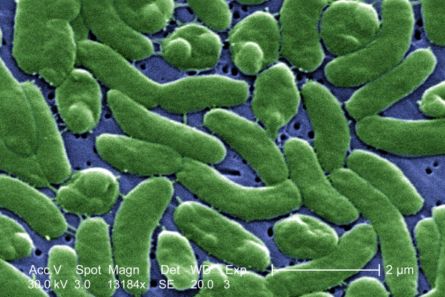 Vibrio bacteria