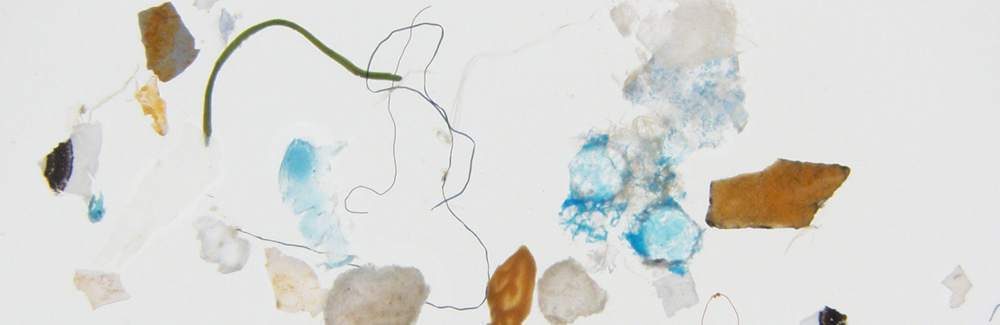 Microplastics from New Bedford Harbor, Mass.