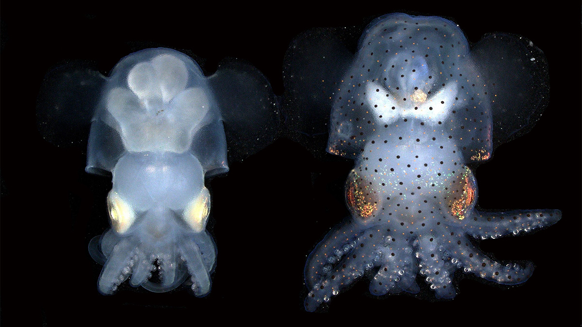 Hummingbird bobtail squid Euprymna berryi - -albino on the left and wild type on the right