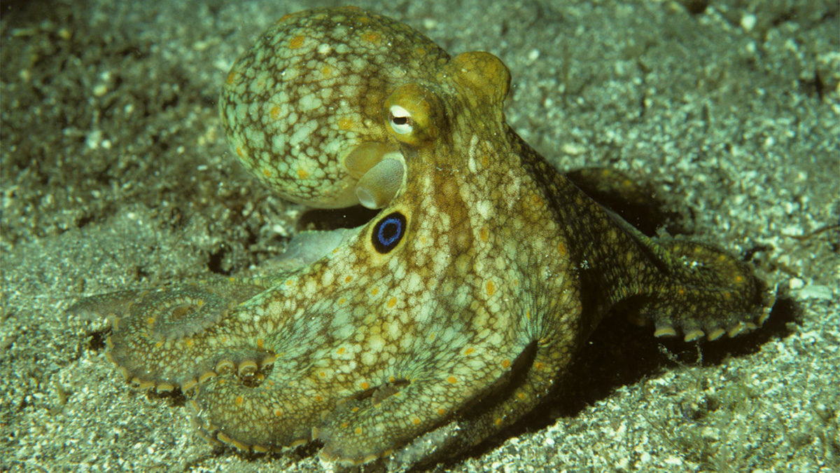 octopus bimaculoides