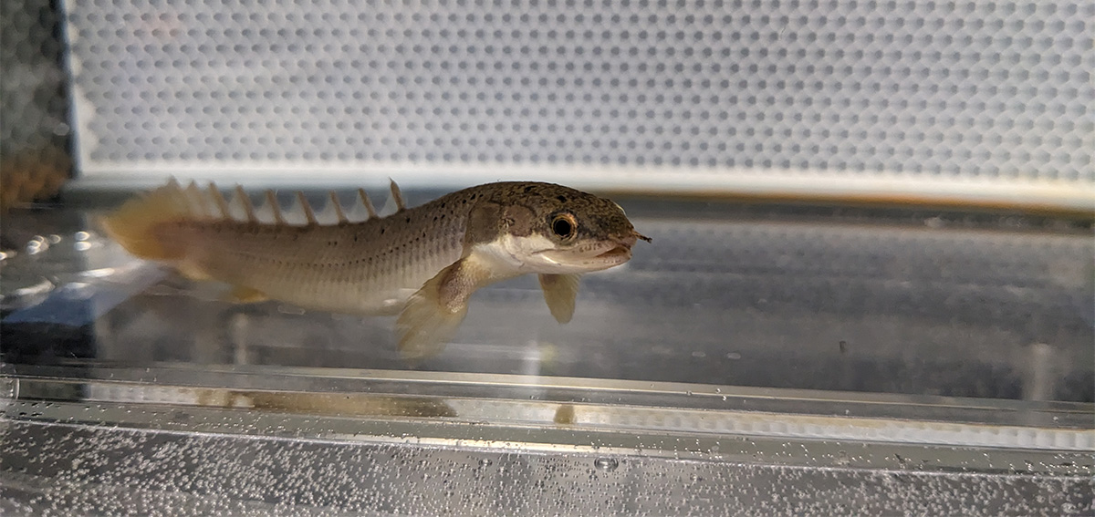 A Polypterus sits on the treadmill in the flow tank in Rowe Laboratory at MBL