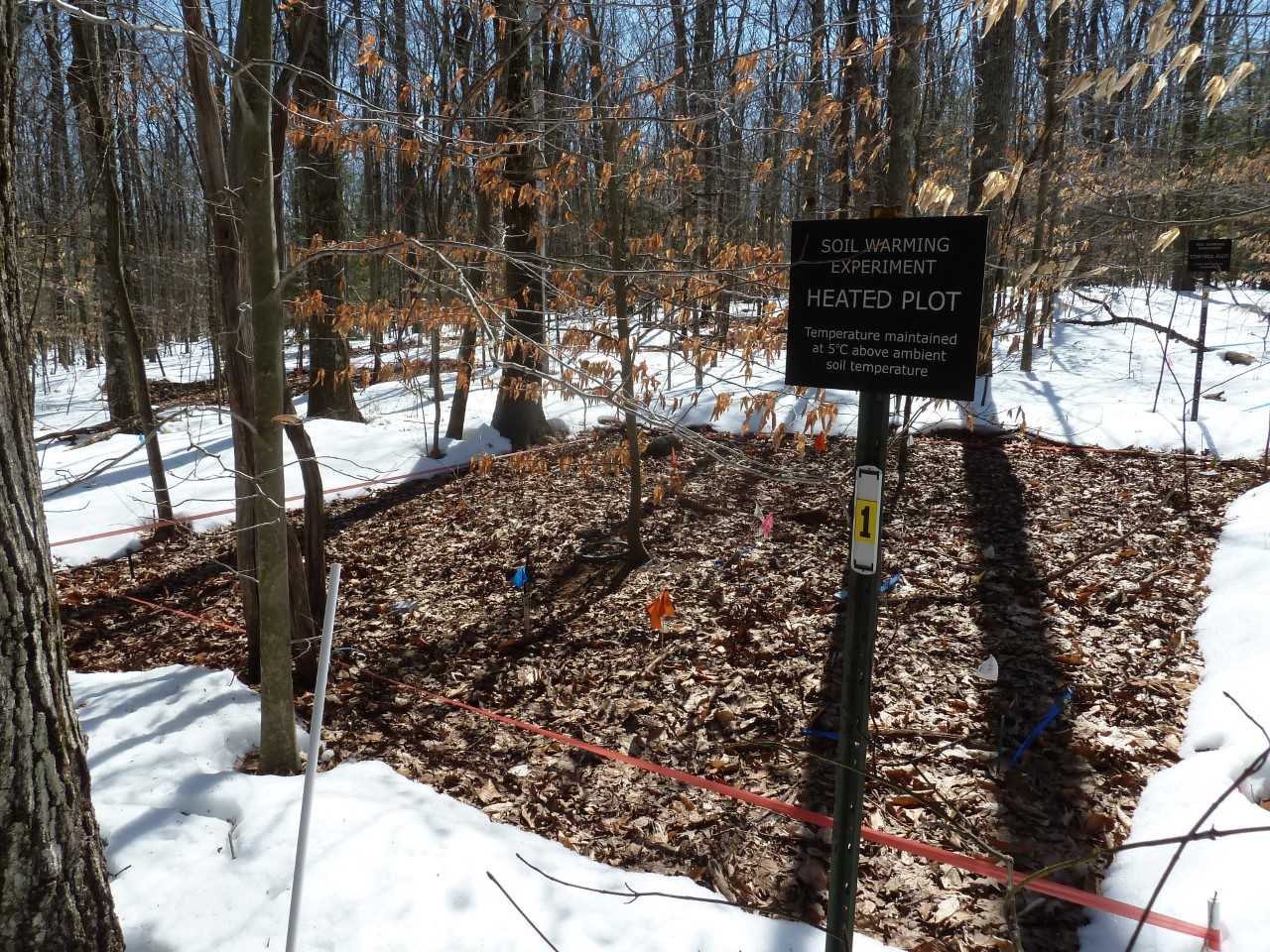 MBL Distinguished Scientist Jerry Melillo and colleagues have been observing the effects of warming soil at Harvard Forest since 2001. Credit: Audrey Plotkin