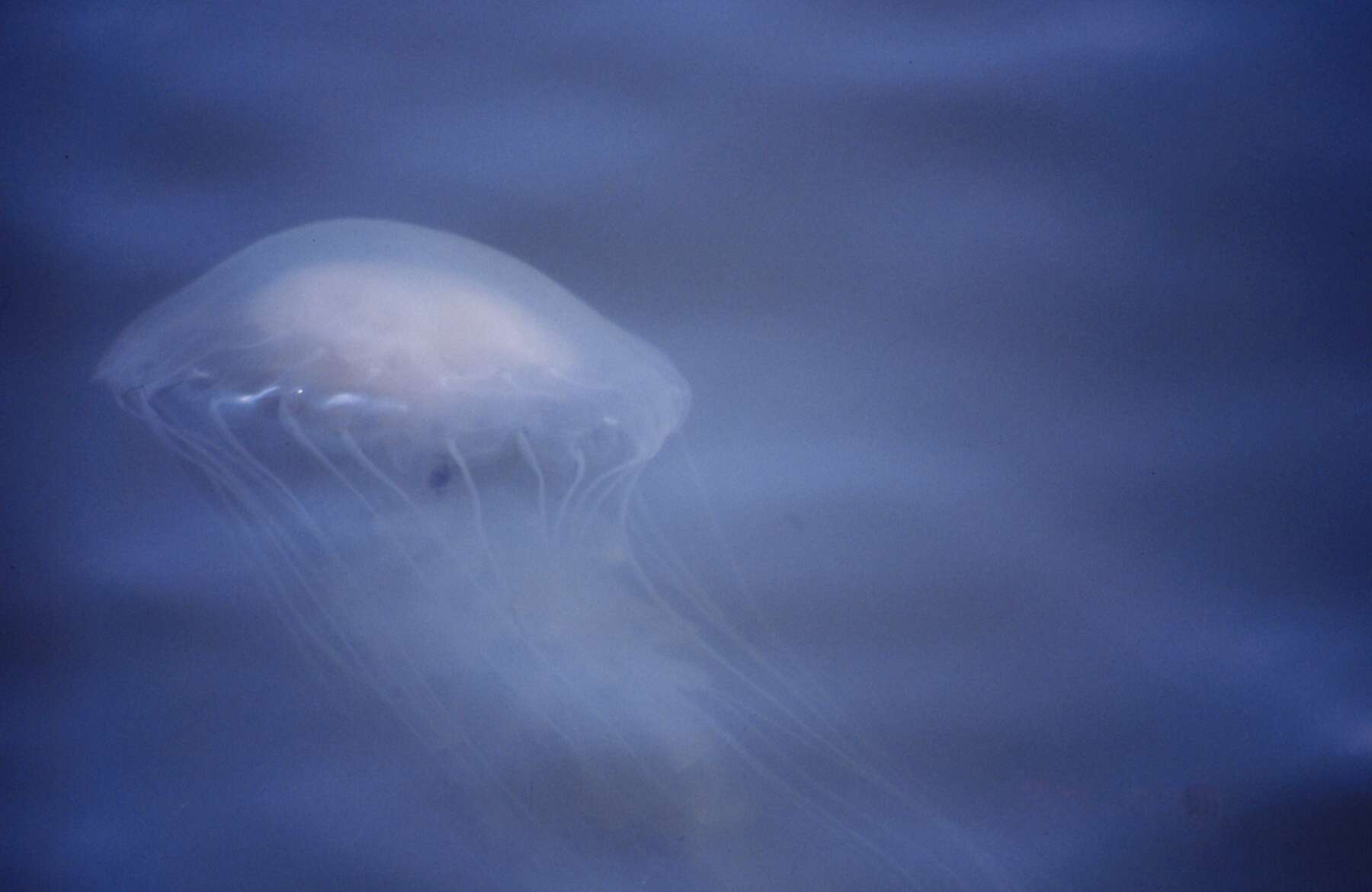 atlantic sea nettle