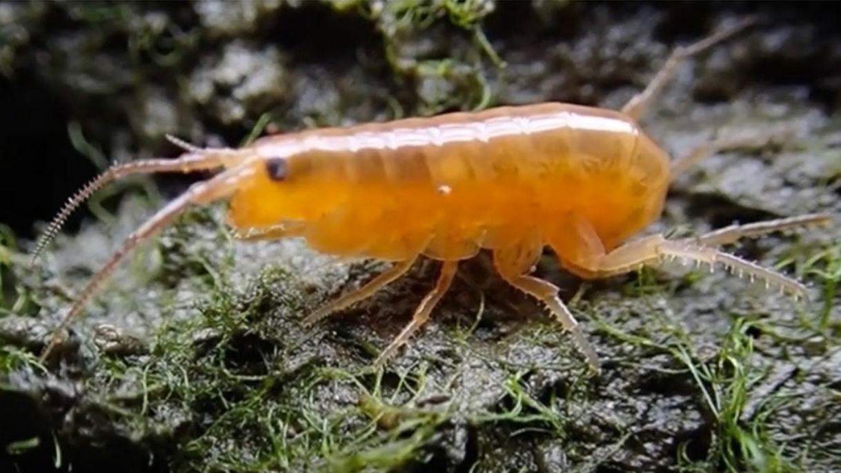  Orange amphipods caught the eye (and interest) of Brown University graduate students conducting field research. Photo by David Johnson. 