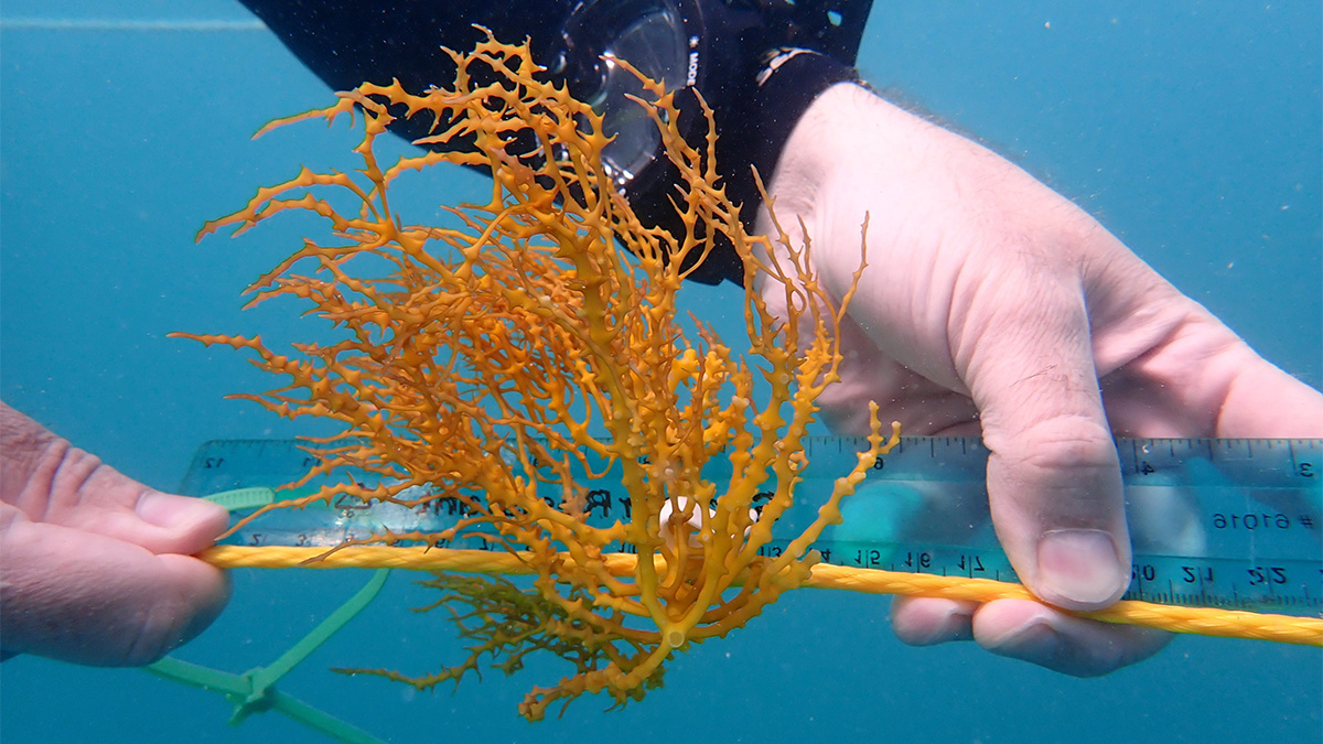 diver measures seaweed