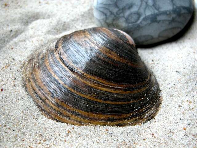 ocean quahog