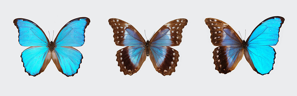 Top left, a male blue morpho butterfly; top middle, a female. The remainder are gynandromorphic, with both male and female characteristics.