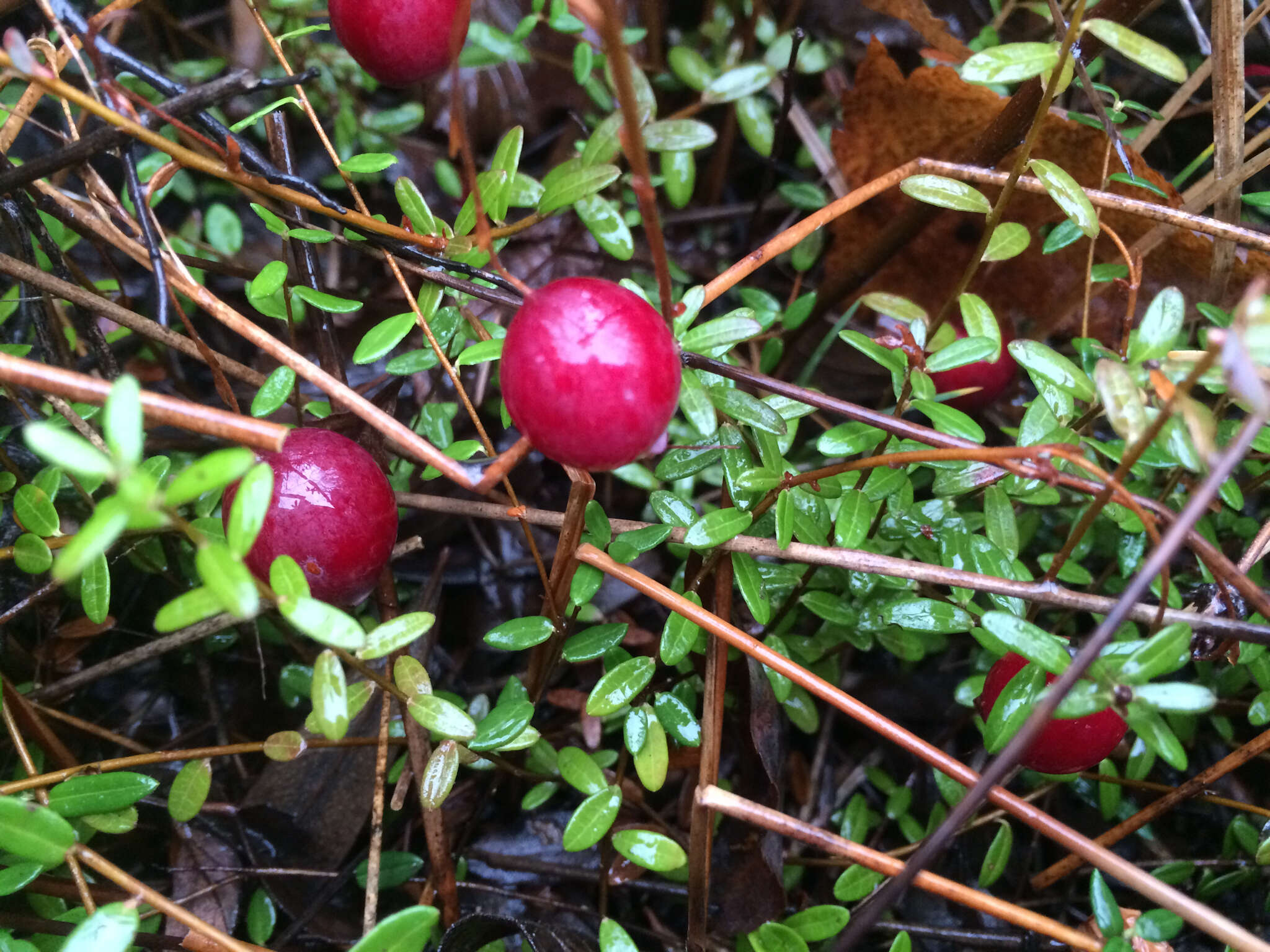 cranberry bush