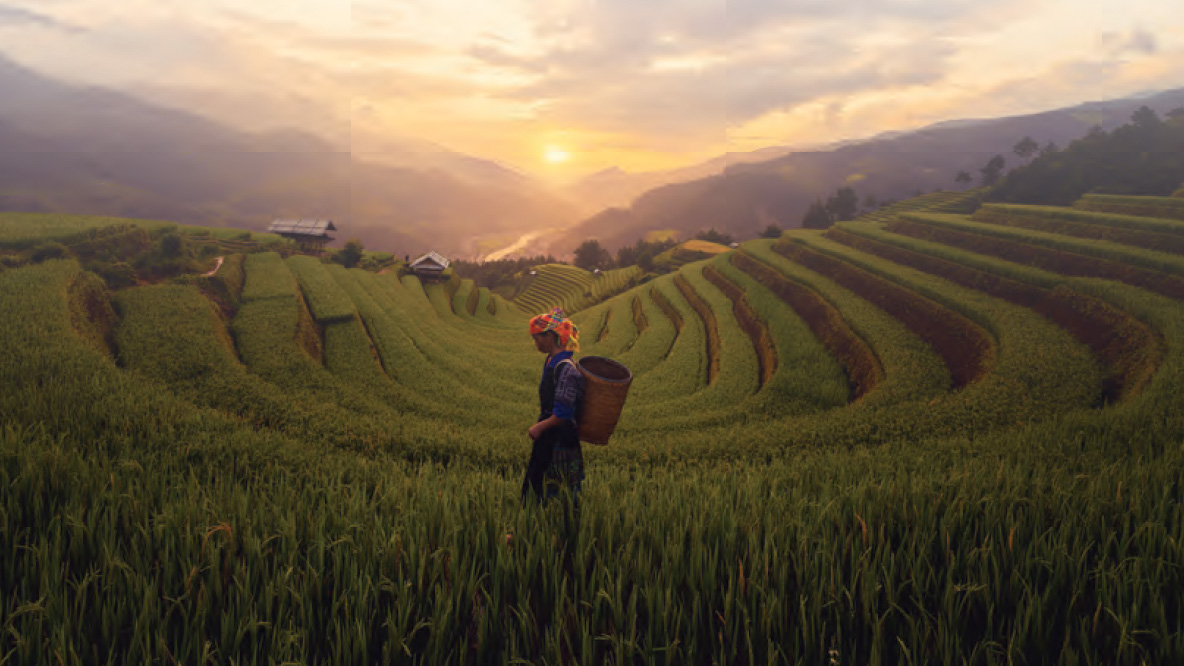 woman in rice field