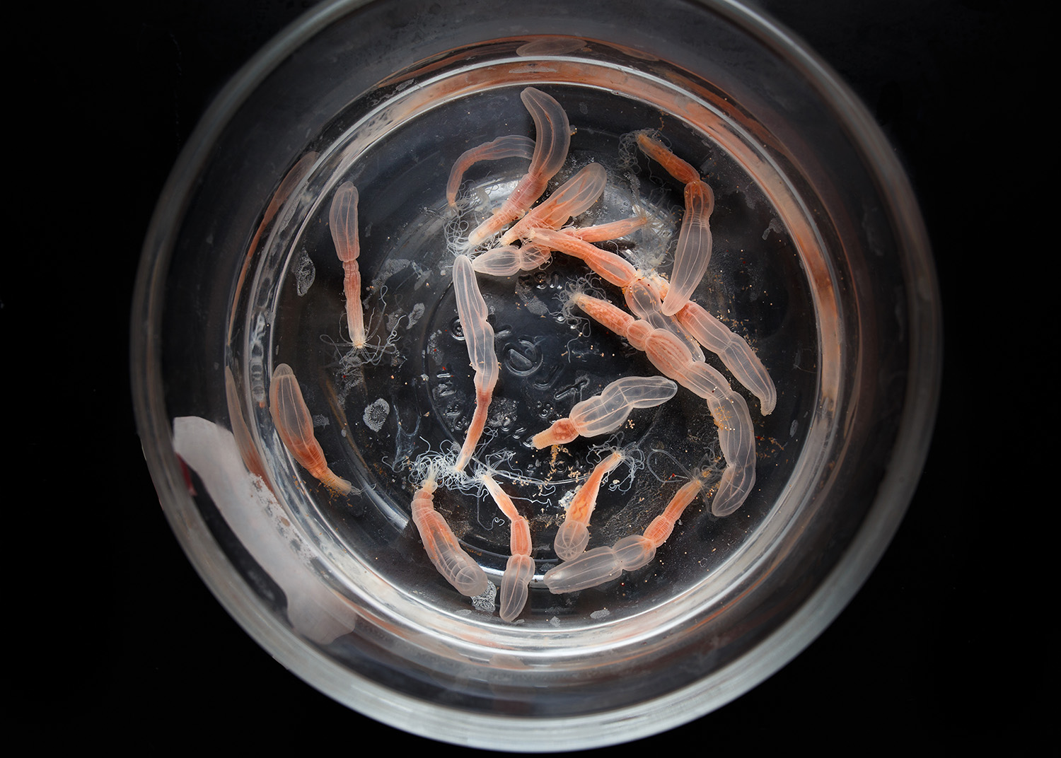 Starlet sea anemone in a dish.