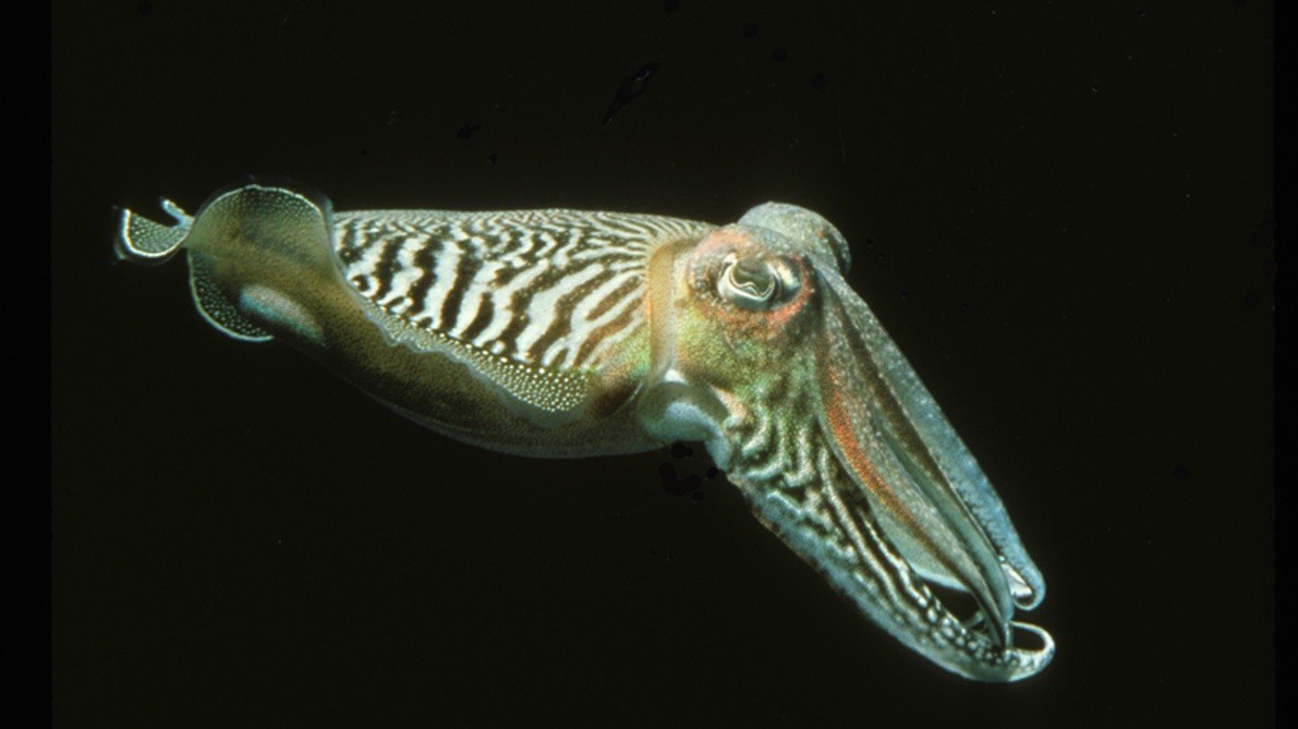 cuttlefish