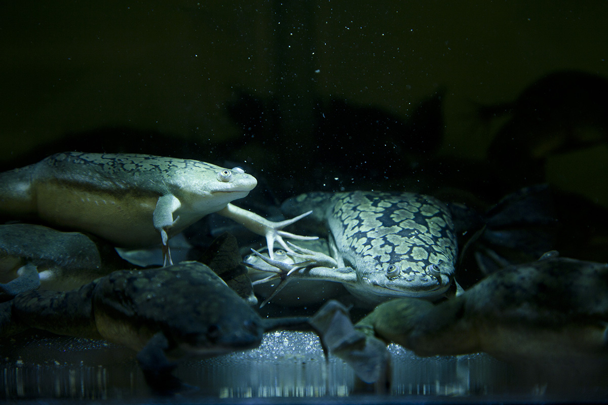 Frogs in the National Xenopus Resource at MBL. 