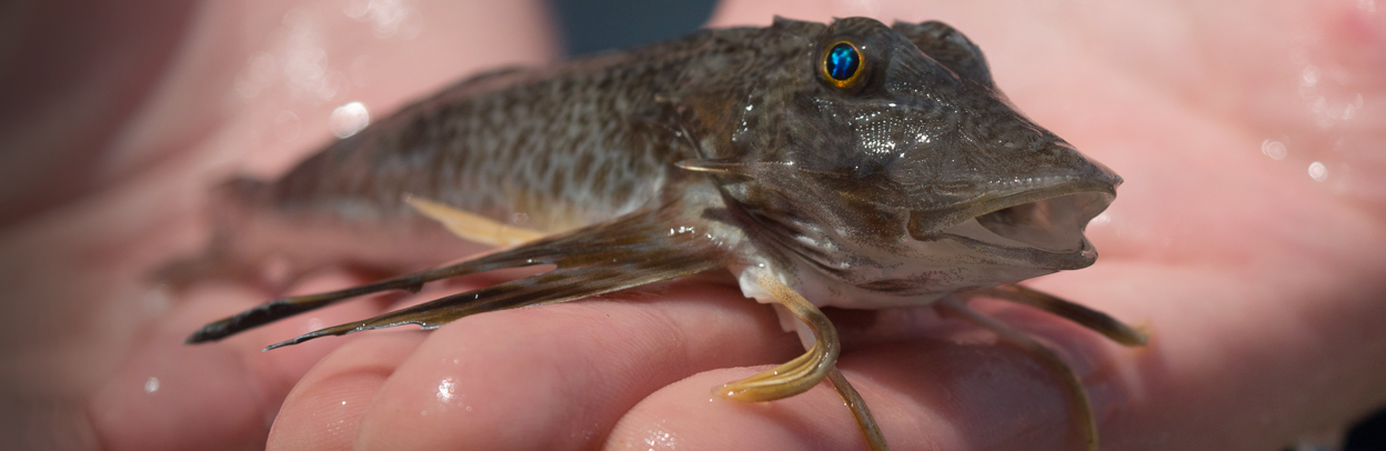 Sea Robin | Marine Biological Laboratory