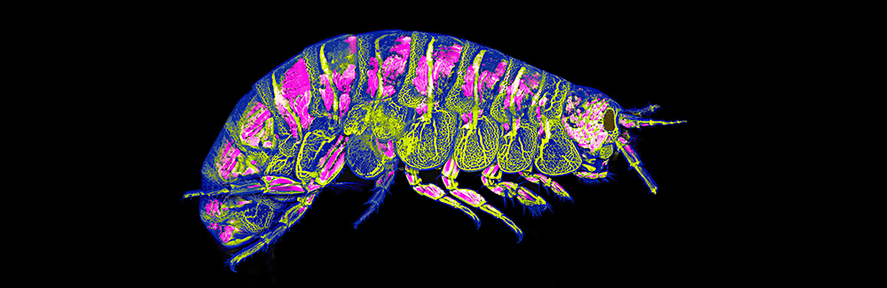 MBL Light Microscopy Bootcamp | Marine Biological Laboratory