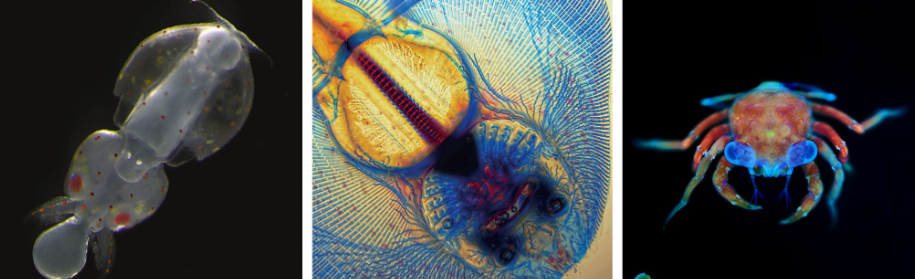 In the Company of Biologists: Celebrating the MBL Embryology Course ...