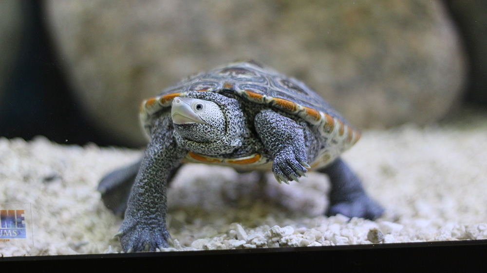 Stumpy Saurus Welcome, Stumpy! | Marine Biological Laboratory