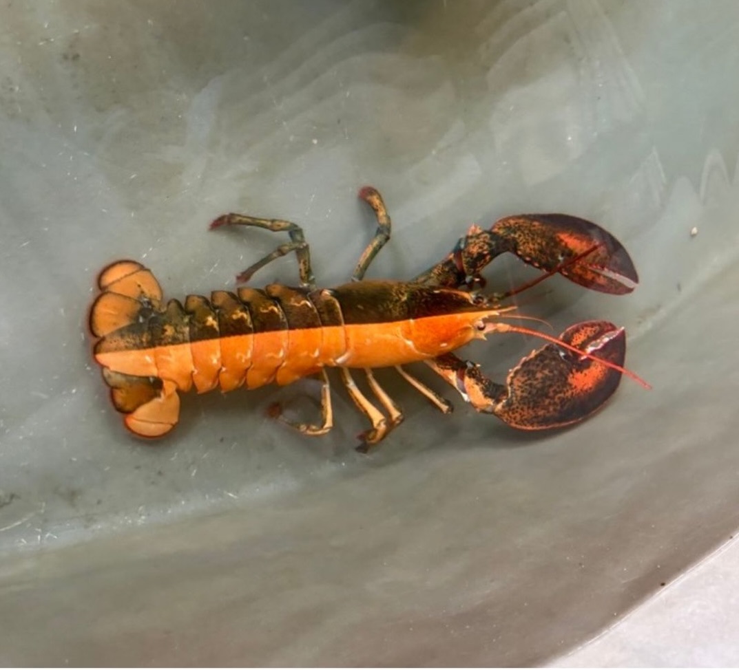 1 in 50 million': Fishermen on Cape Cod catch rare lobster