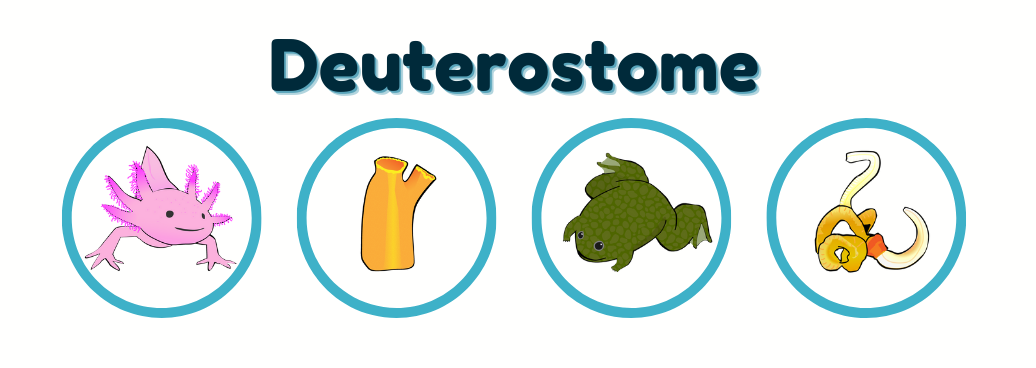 MBL March Mandess: Deuterostome Division