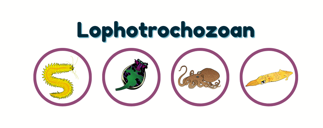 MBL March Madness Lophotrochozoan Division