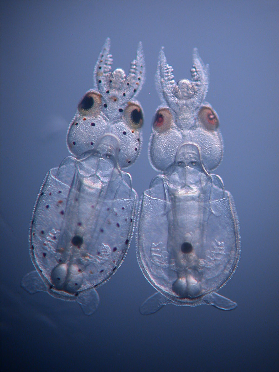 Longfin inshore squid (Doryteuthis pealeii) hatchlings. On the left is a control hatchling; note the black and reddish brown chromatophores evenly placed across its mantle, head and tentacles.  In contrast, the embryo on the right was injected with CRISPR-Cas9 targeting a pigmentation gene (Tryptophan 2,3 Dioxygenase) before the first cell division ; it has very few pigmented chromatophores and light pink to red eyes. Credit: Karen Crawford
